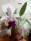 Cattleya intermedia Rio